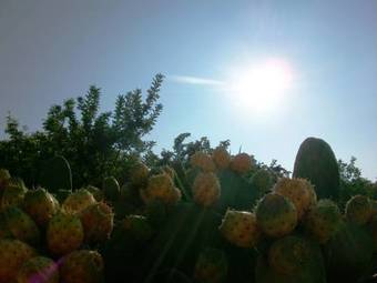 Agroturismo Agriturismo Val Di Noto