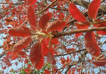 Hotel Cibo Escape Eco Resort