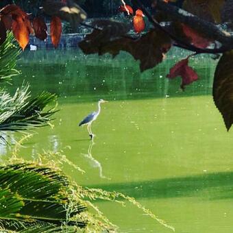 Bed & Breakfast La Torre Sul Lago