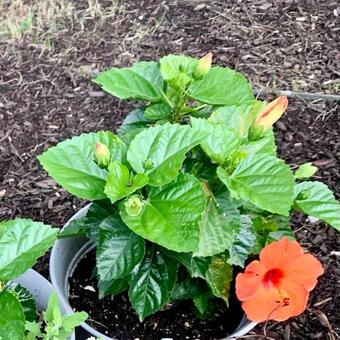 Sai Rakshit Villa On Maurice River