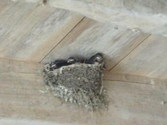 Bed & Breakfast Les Cygnes Noirs