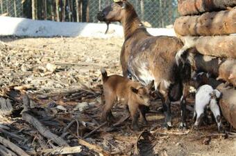 Agroturismo Quintinha Silvestre