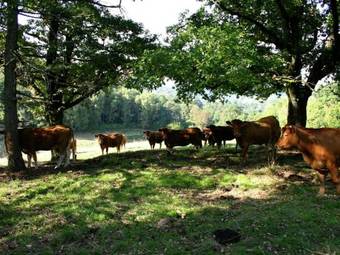 Holiday Home Le Manoir Saint Leonard De Noblat