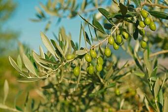 Nicolara In Kru?vari - Haus F�r 6 Personen