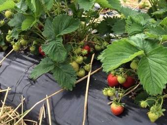 Bed & Breakfast La Ferme Du Bois Quesnoy