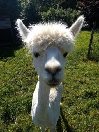 Apartamento Herzfennerhof 2