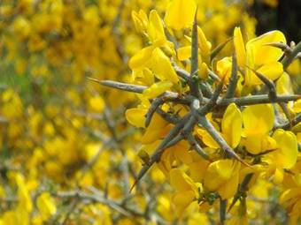 Apartamentos Rurales Las Aliagas