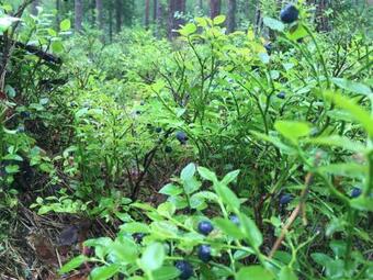 Apartamentos Safar Residence