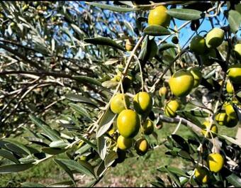 Apartamento Ema?s Olive Garden