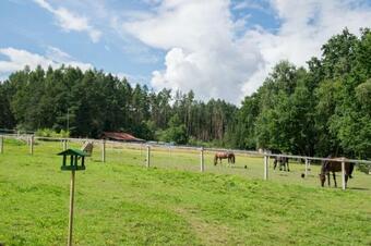 Maringotka Na Pta?� Louce