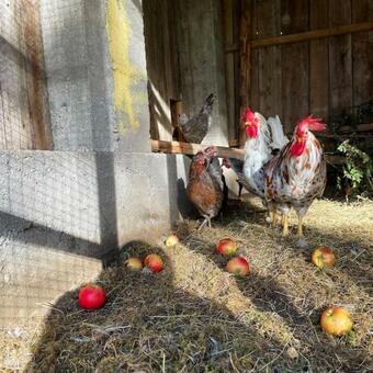 Gammelstua I R�kv�g