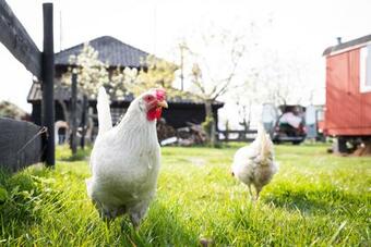 Slapen Tussen De Schapen In Pipowagen De Ome Jan