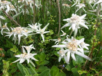 Apartment Rotb�hlspitze