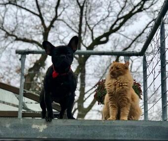 Chatka B Vyhl�dka Nad ?ekou