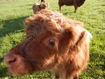 Apartamento Appartement Windhagerbauer