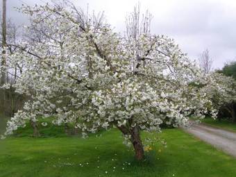 Bed & Breakfast Killurin Lodge