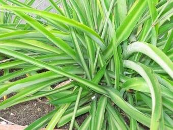 Apartamento Guest House Trevignano Romano