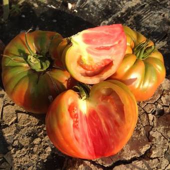 Agroturismo Azienda Agrituristica Il Giuggiolo