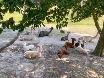 Agroturismo Tiny House Auf Der Alpaka Farm