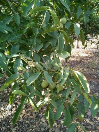 Bed & Breakfast Beb Gole Alcantara