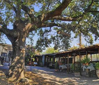 Bed & Breakfast La Vecchia Quercia