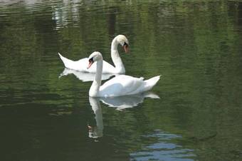 Hotel Albergo Del Forte