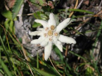 Hostal Pension Wilhelmer