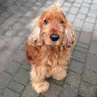 Bed & Breakfast Auriga