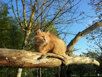 Maison En Pierre � La Campagne