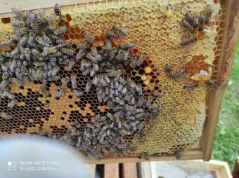 Home Od Nature (kuca Prirode)