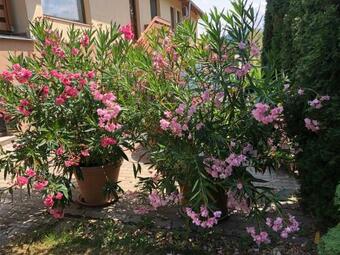 Villa Pilis Dunakanyar