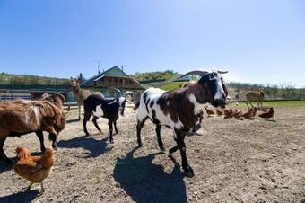 Agroturismo Apartm�ny Na Farm?