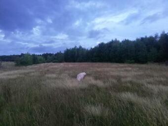 Villa Wsr�d P�l I Las�w