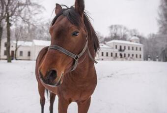 Agroturismo Pa?ac Nogalin