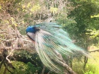 Lodge Forest Residence Anuradapura