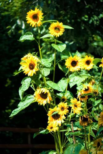 Apartamento La Finestra Sul Monviso