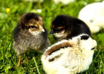 L�ng�nge Bed & Breakfast