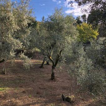 Casa Oliveiras - Casas Do Sinhel