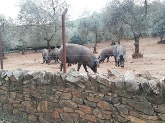 Agroturismo Charming House Sure