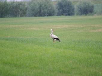 Holiday Home Vakantiehuisjes De Betuweiii