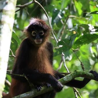 Lodge Finca La Bonita, Playa Carate