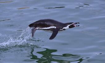 Parrot World - Les Lodges