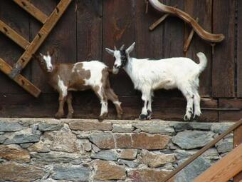 Agroturismo Zirbenhof