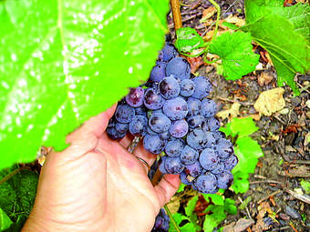 Gites Le Roosevelt - C�te 204