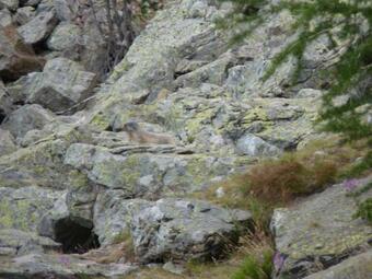 Apartamento Duplex Chez Memene In The Heart Of The Mercantour In Valdeblore 06