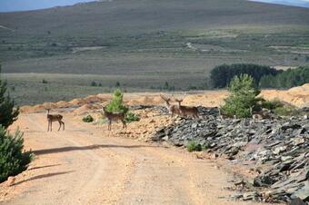 Hostal Casa �urea Boya