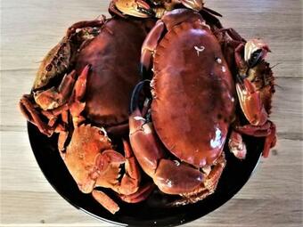 El Cipr�s De Prado