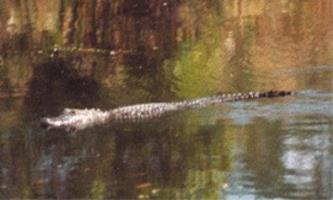 Hotel Best Western Morgan City Inn And Suites