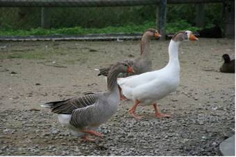 Vale De Rans - Turismo Rural