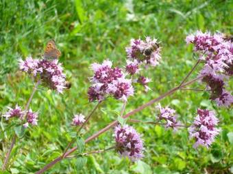 Apartamento Ferienhaus Melita